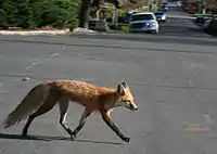 An urban red fox crossing a street