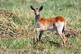Juvenile red lechweOkavango Delta, Botswana