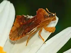 Female, lateral view