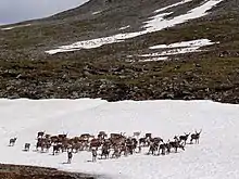 A herd standing on snow to avoid bloodsucking insects