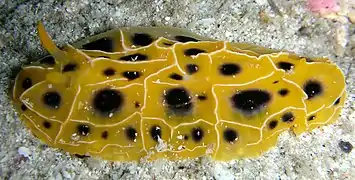 Reticulidia suzanneae