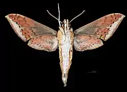 R. c. castor ventral view