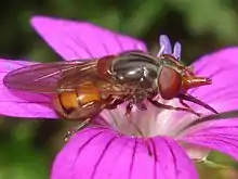 Rhingia