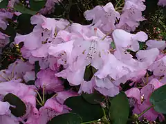 Rhododendron 'James Barto' at Benmore Botanic Garden
