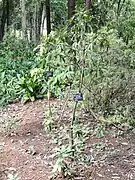 Rhododendron facetum at Kunming Botanical Garden