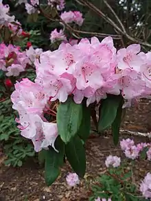 White flower surrounded by long green leaves