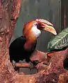 Blyth's hornbill