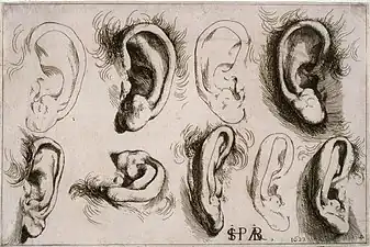 Studies of Ears, 1622, etching, 14.6 x 22.2&nbsp;cm.