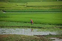 Image 21Rice fields in Takeo Province (from Agriculture in Cambodia)