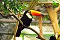 The toco toucan - mascot of the Weltvogelpark