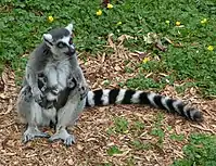 A mother ring-tailed lemur with day-old twins