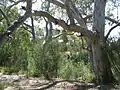 A river red gum near Bolin Bolin Billabong on the Yarra River.
