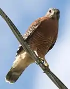 Red-shouldered hawk in Palm Beach County, Florida