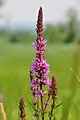 ... and Lythrum salicaria
