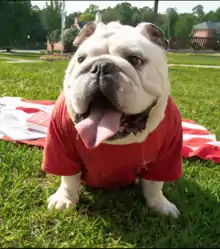 bulldog mascot on picnic blanket on green grass