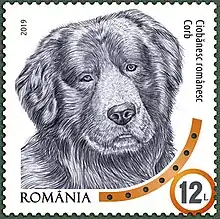 Romanian Raven Shepherd Dog