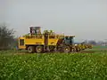 Sugar beet harvester. Baden-Württemberg, Germany.