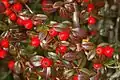 Leaves and berries of Cotoneaster dammeri in Winter