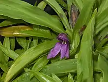 Roscoea kunmingensis S.Q.Tong