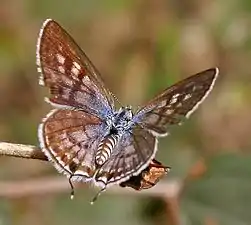 Female in Hyderabad