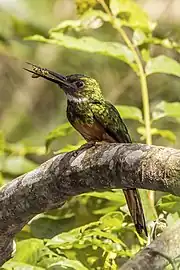 MaleG. r. melanogeniaBelize