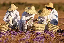 Harvesting saffron, the main agricultural product of this county