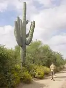 Saguaro towering over a 1.8&nbsp;m (6&nbsp;ft) man