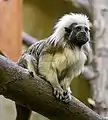 Cotton-top tamarin