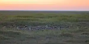 Saigas in Chyornye Zemli