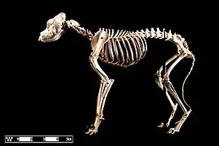 A St. Bernard skeleton