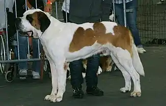 A shorthaired St. Bernard