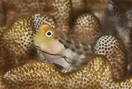 Salarias sinuosus, the fringelip blenny