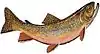 Brook trout