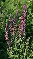 Salvia