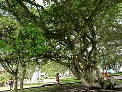 Central square and park Charalá
