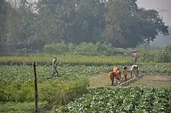 Fields in Samastipur district