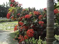 Ixora flowers in a house's garden