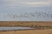 Sandhill cranes near Grulla National Wildlife Refuge
