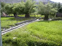 A lush green barley field at Kausar, Sankoo in Kargil district