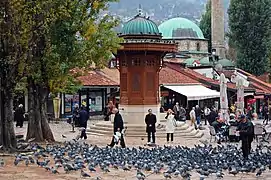 Pigeon Square