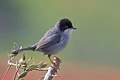 Sardinian warbler Curruca melanocephala