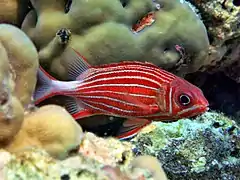 Crown squirrelfish (Sargocentron diadema)