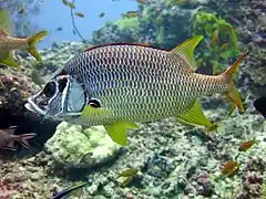 Sabre squirrelfish (Sargocentron spiniferum)