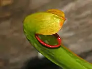 Close-up on Sarracenia minor pitcher