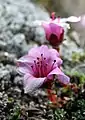 Purple saxifrage