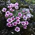 Purple saxifrage.