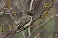 Eastern phoebe lacks bolder wing bars and has shorter primary projection