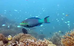 Bridled parrotfish (Scarus frenatus)