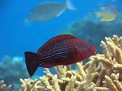 Dusky parrotfish or swarthy parrotfish (Scarus niger) (female)