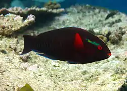 Dusky parrotfish or swarthy parrotfish (Scarus niger) (male)